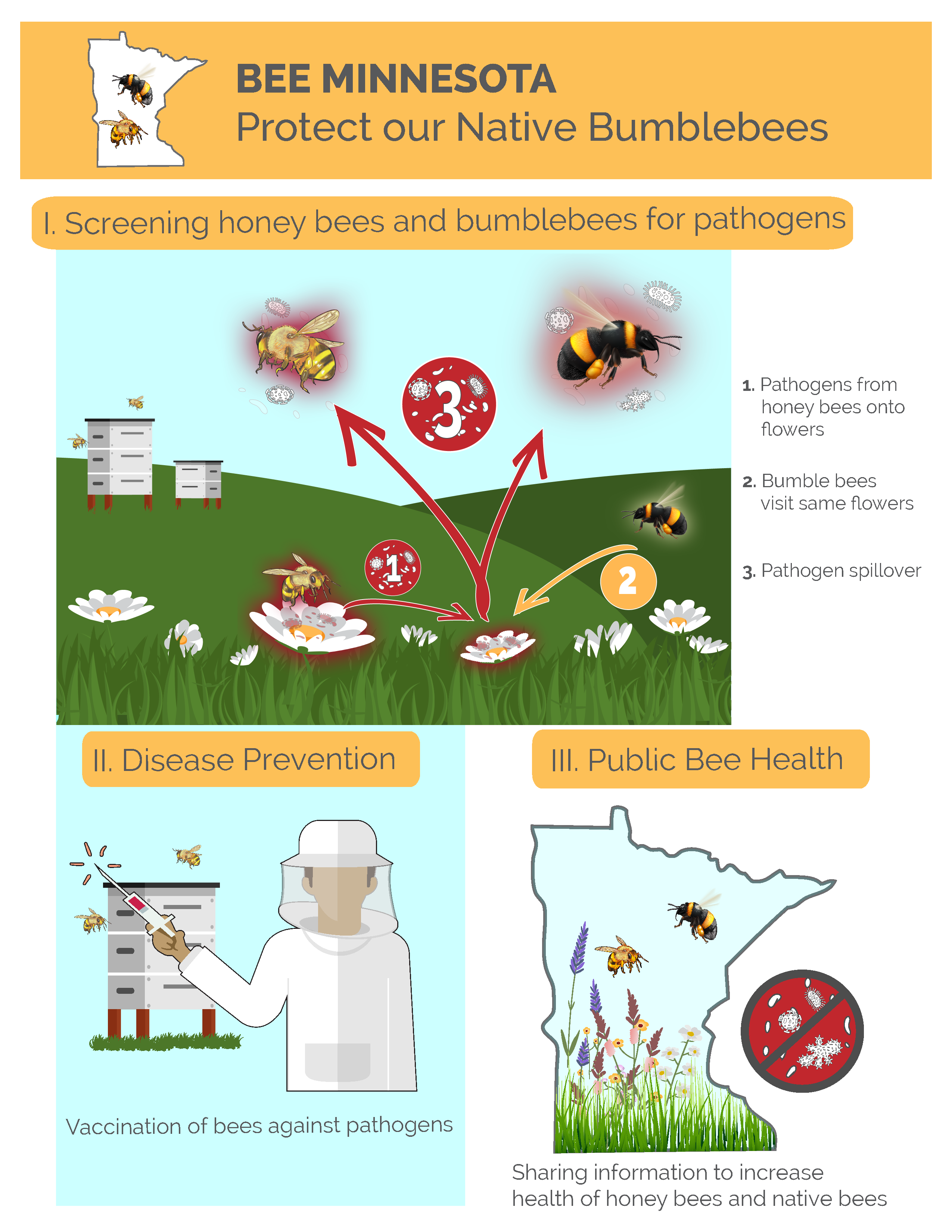 Bee Minnesota one page diagram showing vectors for bumblebee and honeybee cross contamination